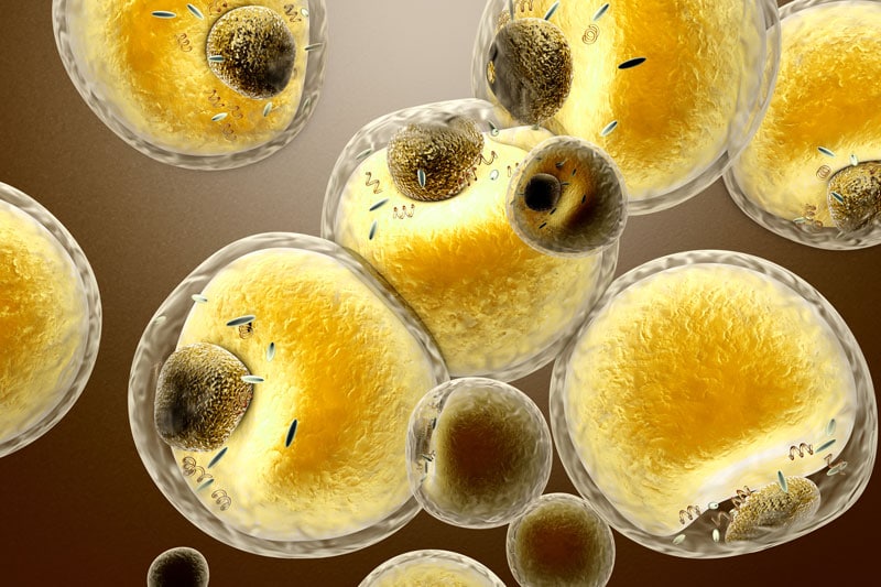 easl-fat-cells-adipocytes