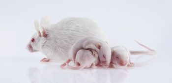 Maternal obesity in mouse
