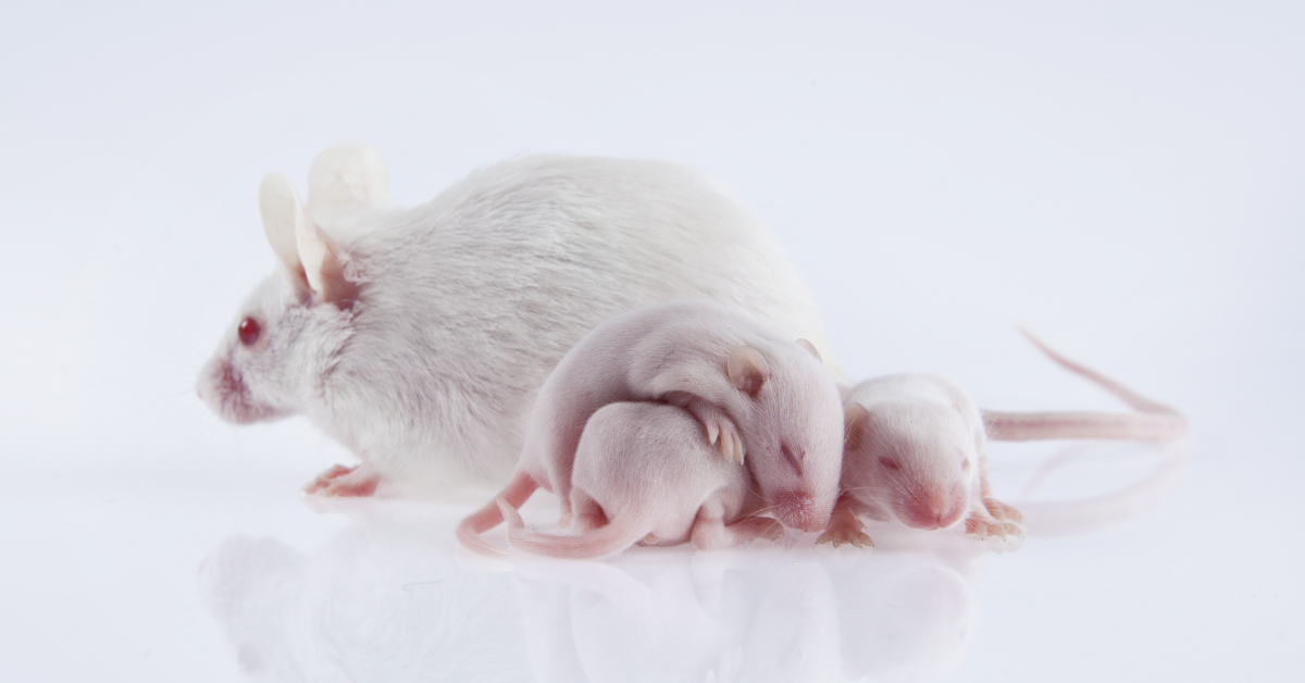 Maternal obesity in mouse